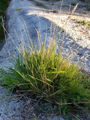 Juncus effusus effusus