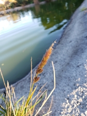 Juncus effusus effusus