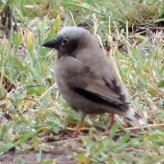 Pseudonigrita arnaudi