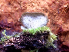 Sticta sylvatica