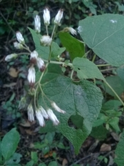 Peteravenia malvifolia