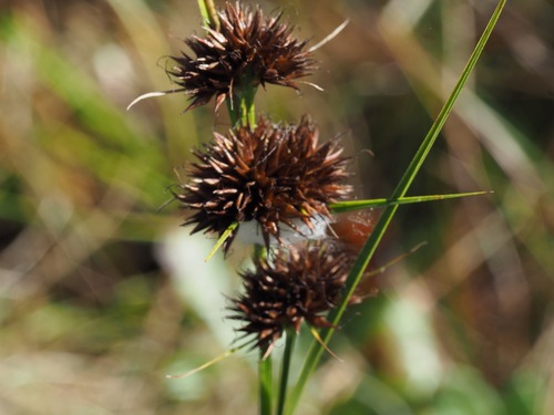 Rhynchospora cephalantha A.Gray