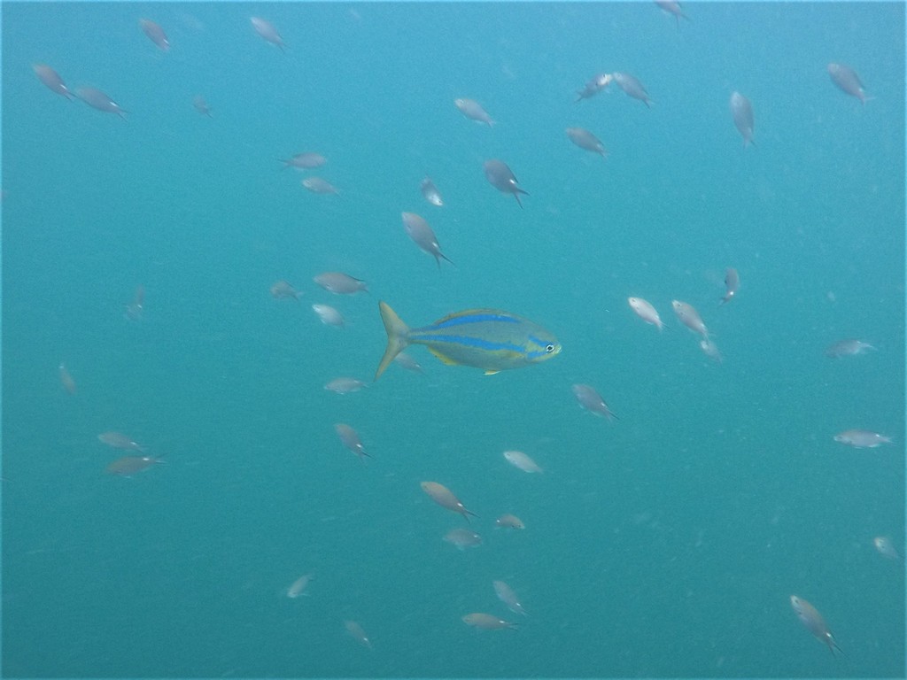 Bluestriped chub