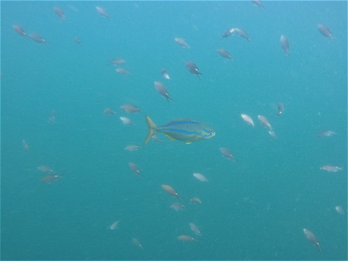 Bluestriped chub