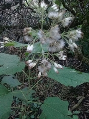 Peteravenia malvifolia