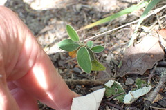 Cotoneaster frigidus
