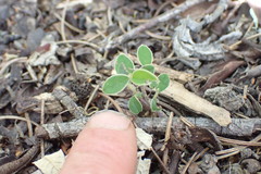 Cotoneaster frigidus