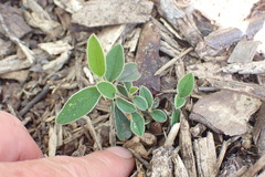 Cotoneaster frigidus
