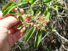 Cotoneaster frigidus