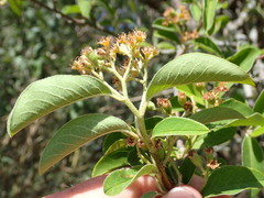 Cotoneaster frigidus