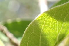 Cotoneaster frigidus