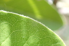 Cotoneaster frigidus