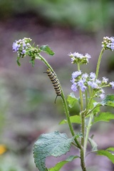 Danaus plexippus