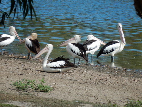 Australian Pelican, photo 8 of 10