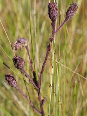 Carphephorus tomentosus