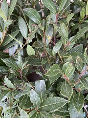 Laurus