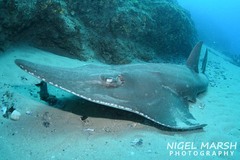 Rhynchobatus australiae