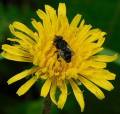 Eristalinus sepulchralis