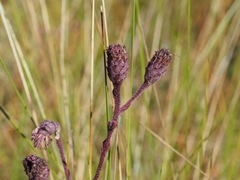 Carphephorus tomentosus