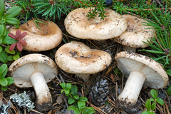 Lactarius musteus
