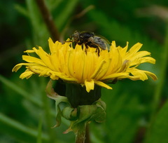 Eristalinus sepulchralis