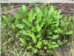 Ornduffia reniformis