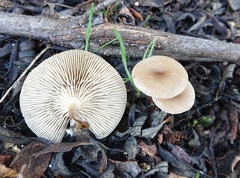 Clitocybe vibecina