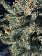Picea pungens