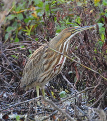Botaurus lentiginosus image