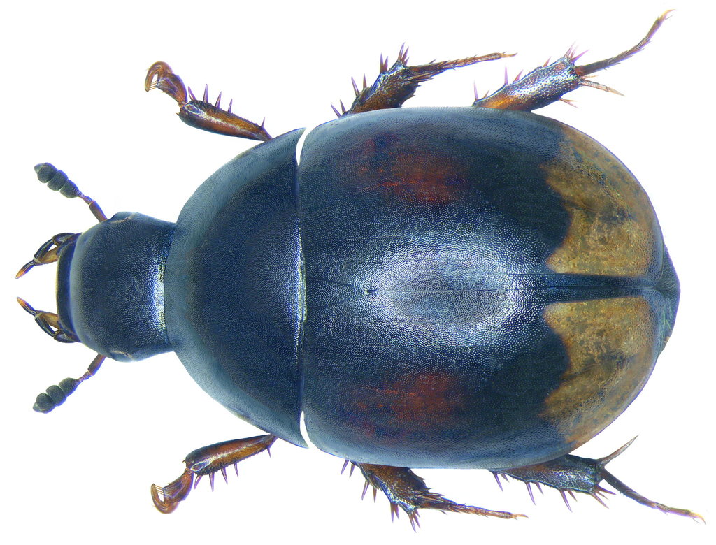 Crescent Water Scavenger Beetle