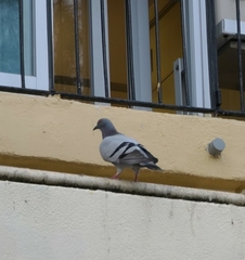 Columba livia domestica