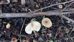 Clitocybe vibecina