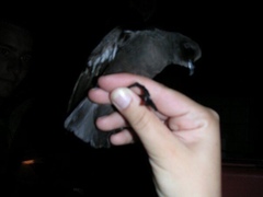 Hydrobates pelagicus