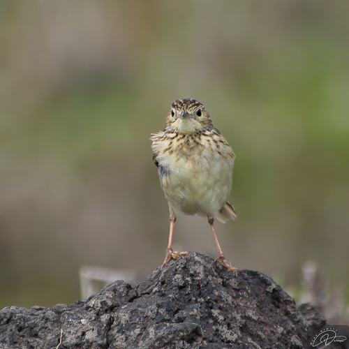 Yellowish Pipit (Anthus chii), photo 5