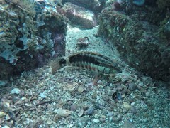 Serranus psittacinus