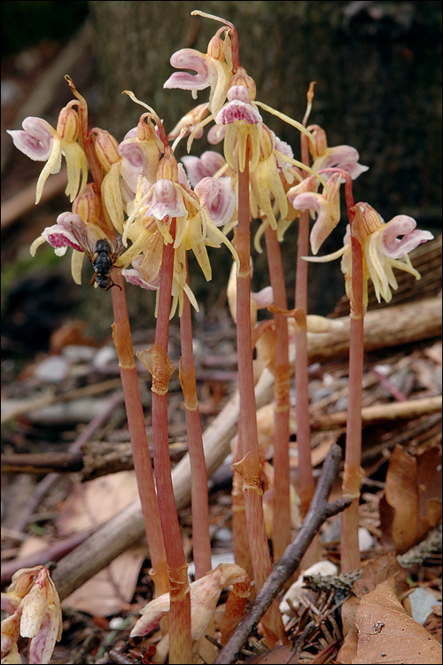 Epipogium