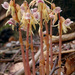 Ghost Orchid - Photo (c) Amadej Trnkoczy, some rights reserved (CC BY-NC-SA)