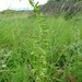 Dune Helleborine - Photo (c) naturalhistoryman, some rights reserved (CC BY-NC-ND)