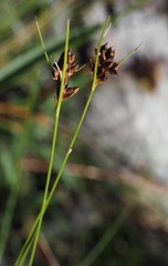 Rhynchospora plumosa