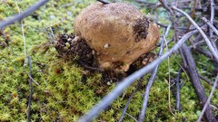 Scleroderma meridionale