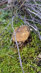 Scleroderma meridionale