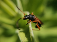 Callisphyris odyneroides