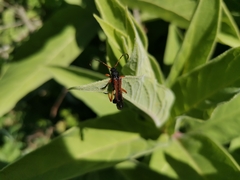 Callisphyris odyneroides