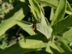 Callisphyris odyneroides