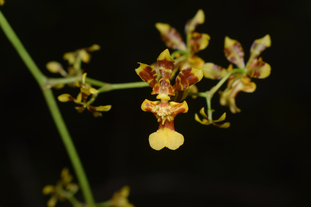Oncidium weddellii