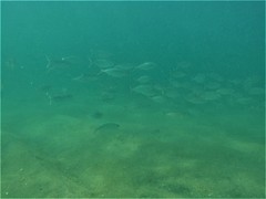 Selar crumenophthalmus