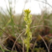 Bog Adder's-mouth Orchid - Photo (c) Granville Stout, some rights reserved (CC BY-NC-SA)