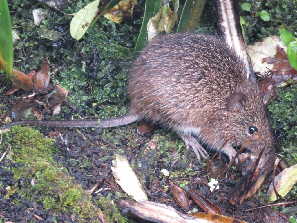 Southern Cotton Rat