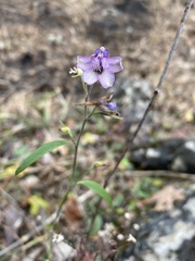 Delphinium exaltatum