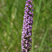 Marsh Fragrant-Orchid - Photo (c) virole_bridee, some rights reserved (CC BY-NC-ND)